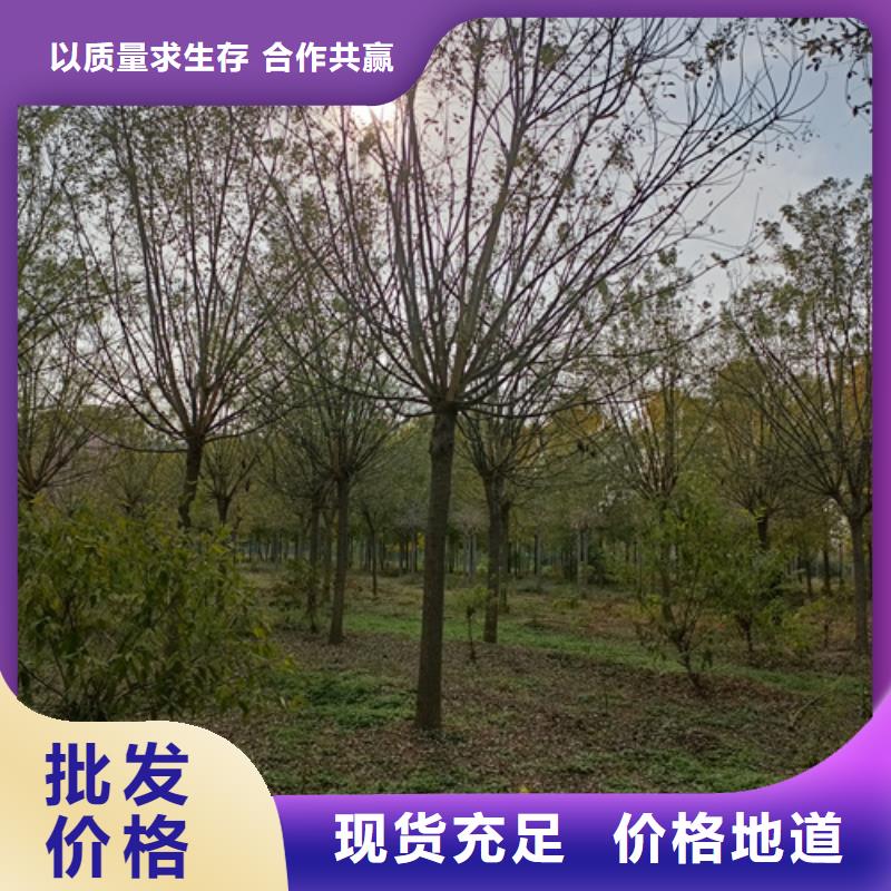 法桐-美国红枫今年新款同城制造商