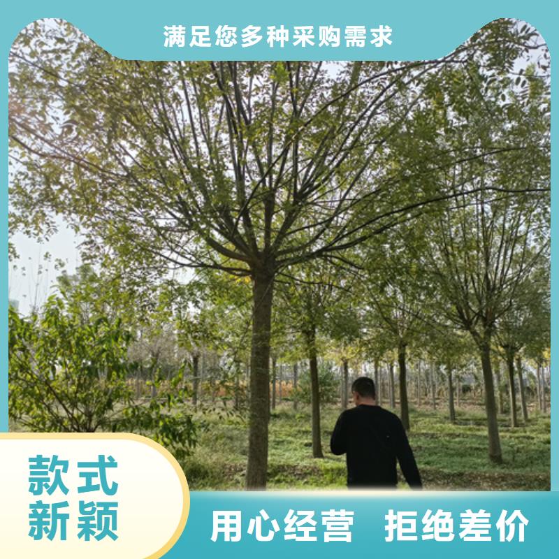【法桐】黄金槐好产品不怕比不断创新