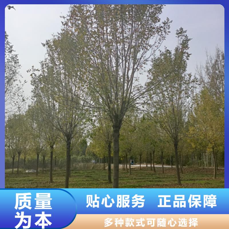 【法桐,美国红枫品质可靠】量大更优惠