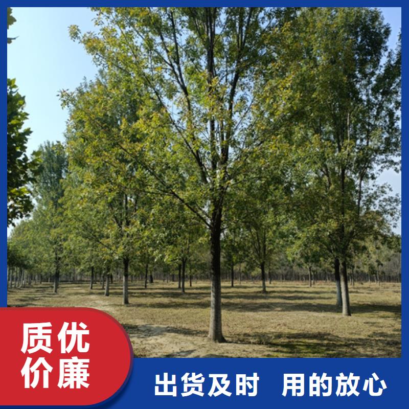 法桐-五角枫精品优选质量三包