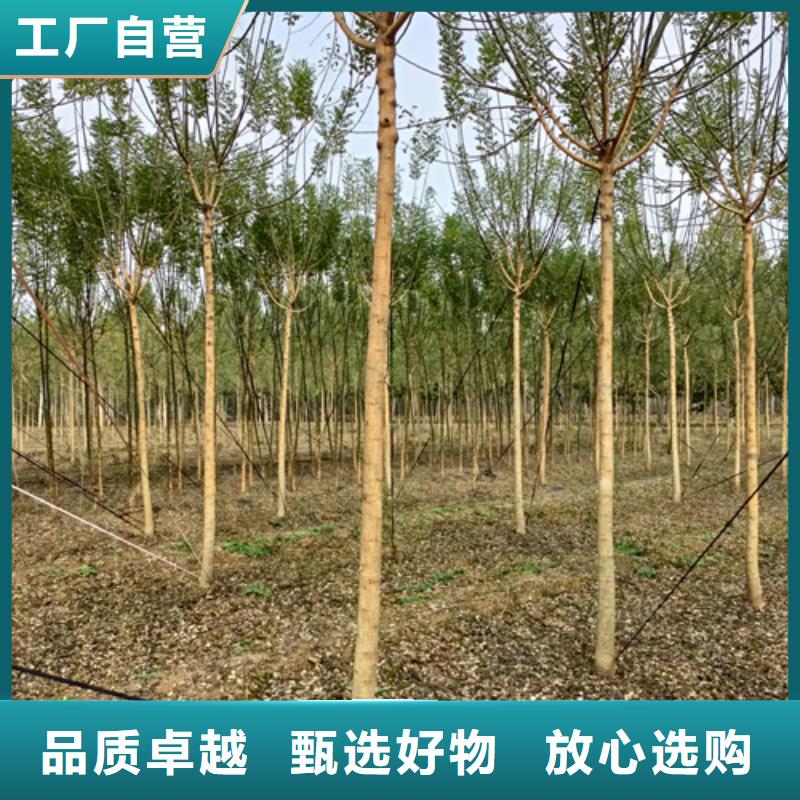法桐五角枫我们更专业细节决定品质