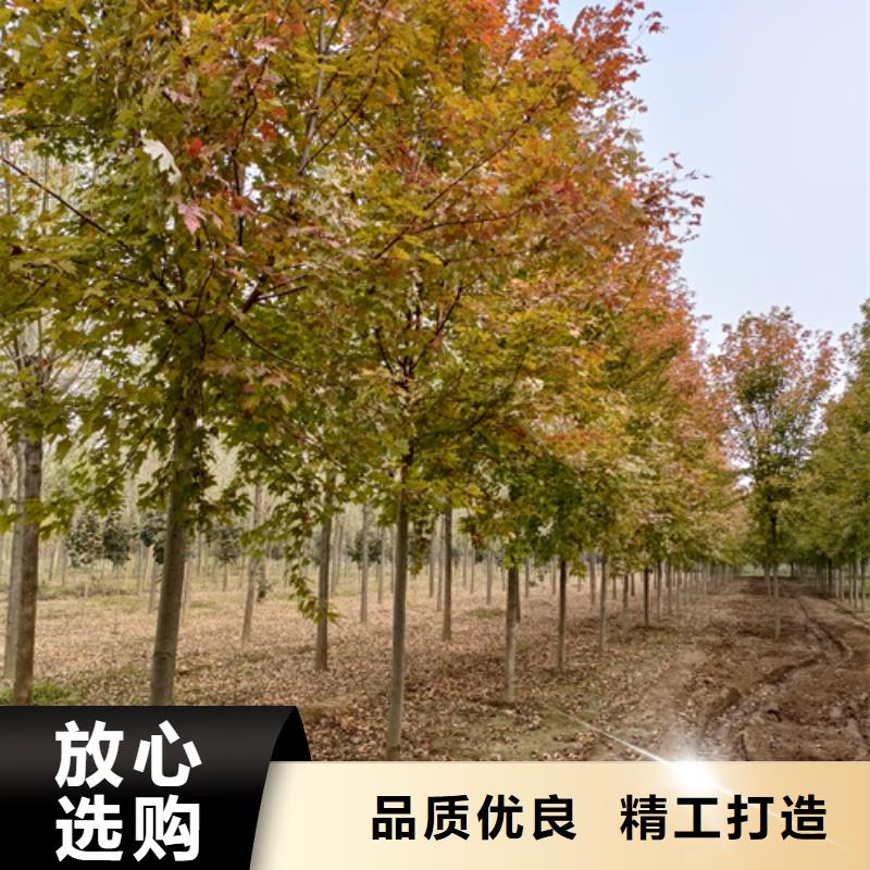 【法桐】美国红枫应用领域当地服务商