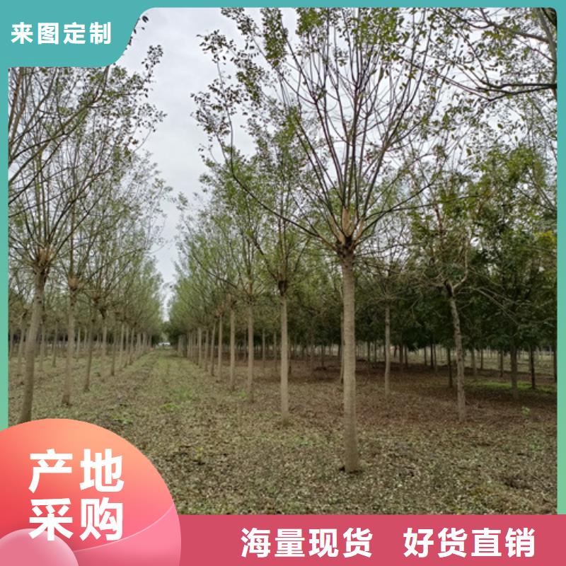 【法桐】-国槐匠心品质当地制造商