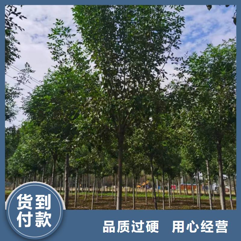法桐-【五角枫】实力公司品质之选