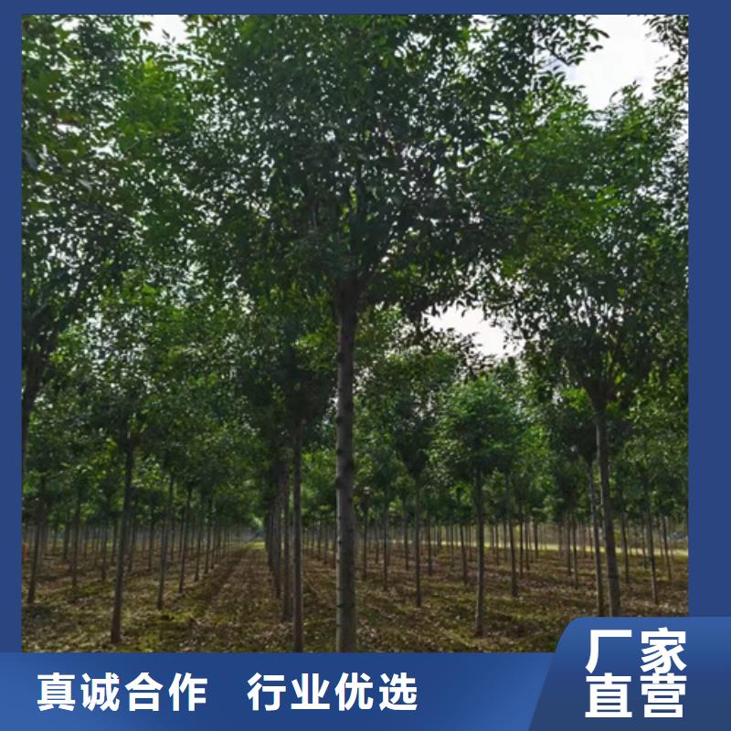 法桐_金叶槐真材实料本地生产厂家