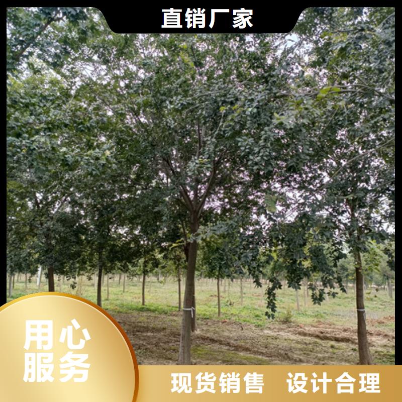 法桐白蜡定制销售售后为一体当地厂家