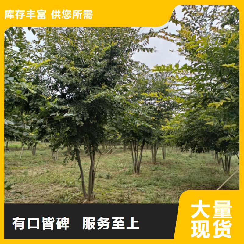 【法桐国槐海量现货】拒绝中间商