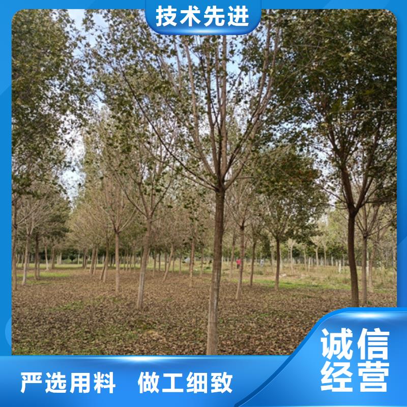 法桐美国红枫生产经验丰富好产品有口碑