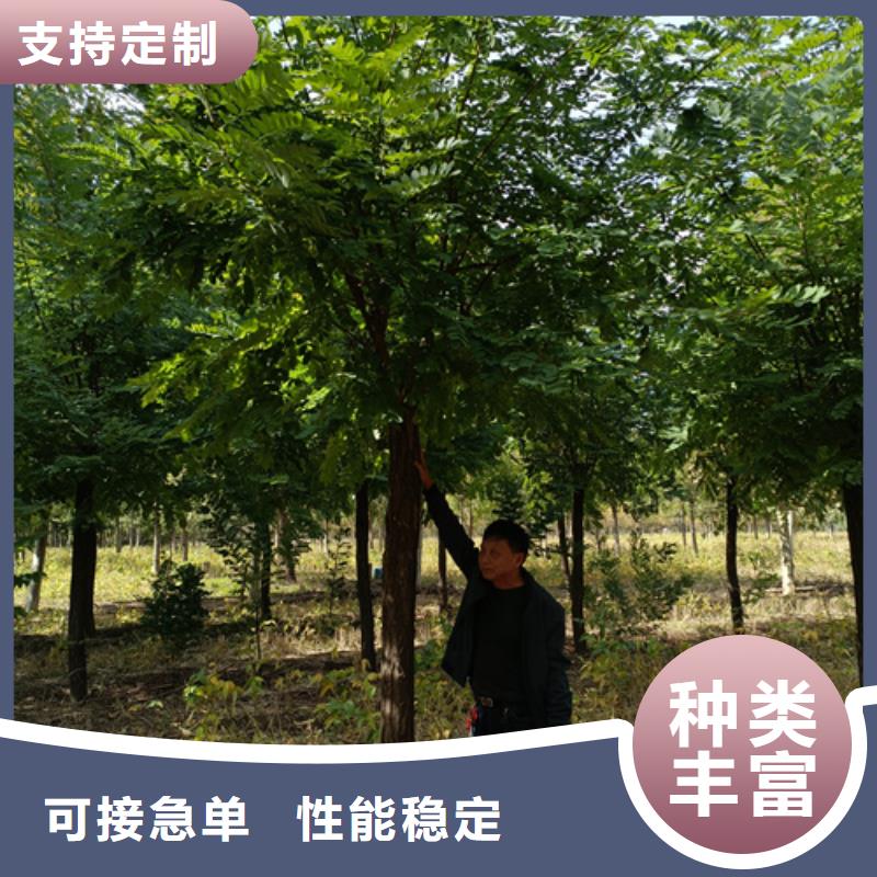 法桐,【金叶槐】源头厂源头货当地服务商
