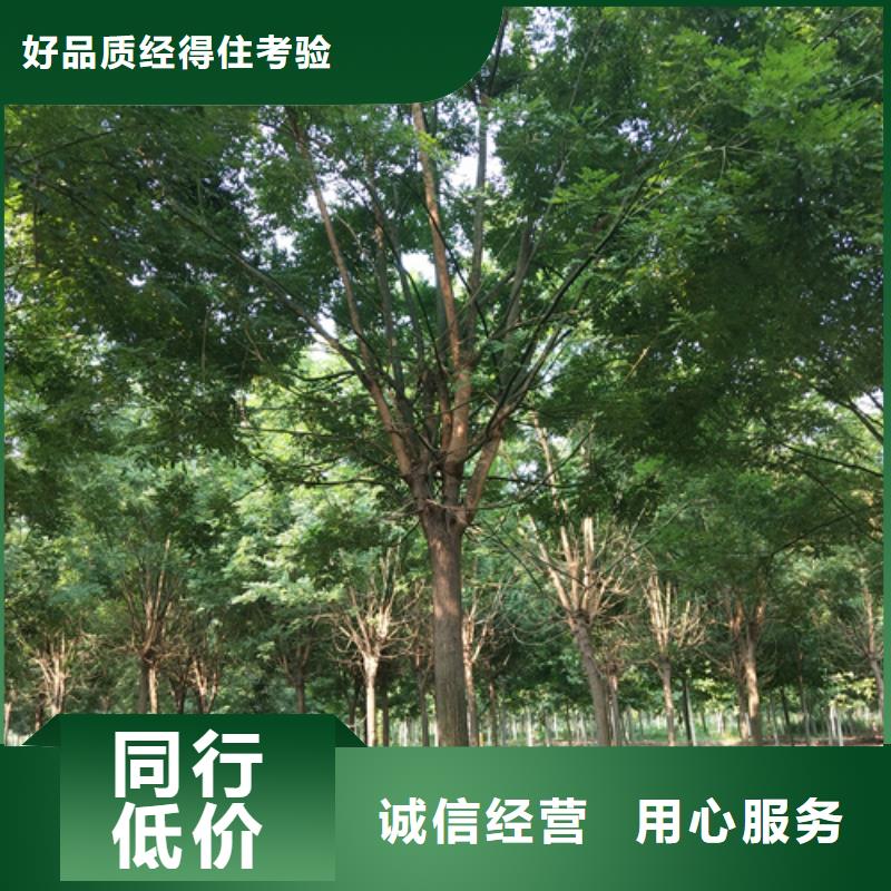 法桐,国槐供应采购厂家现货批发