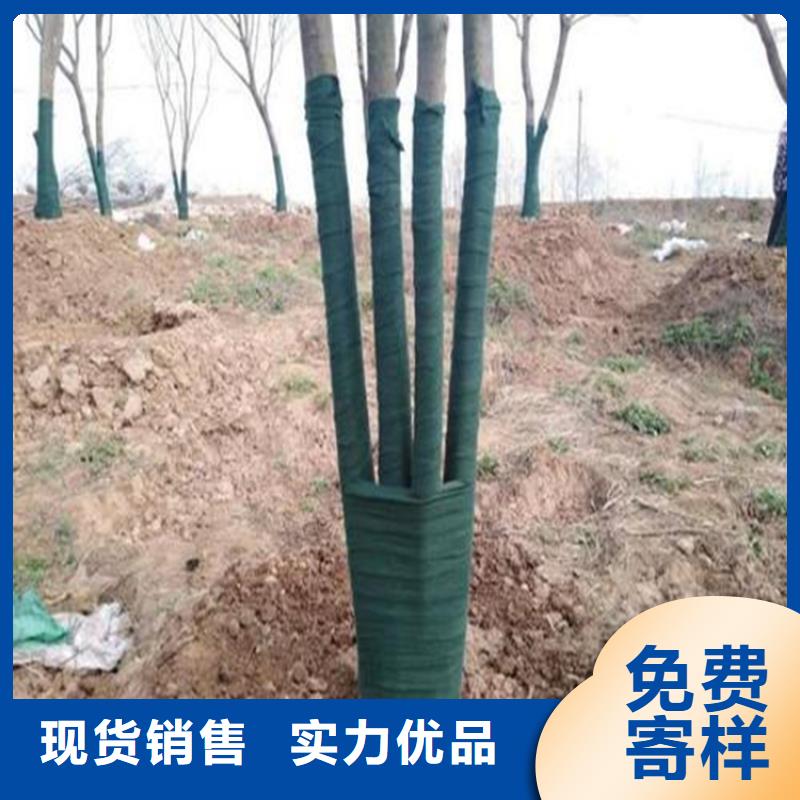 裹树布【土工膜】定金锁价本地经销商