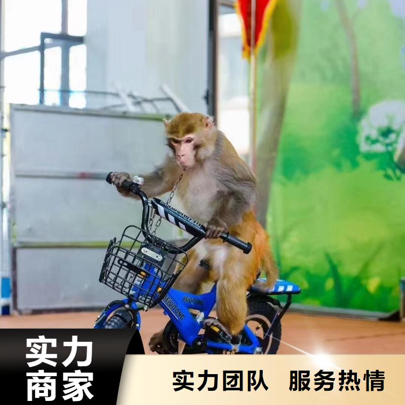 马戏团/羊驼【活体羊驼租赁】有实力<本地>公司