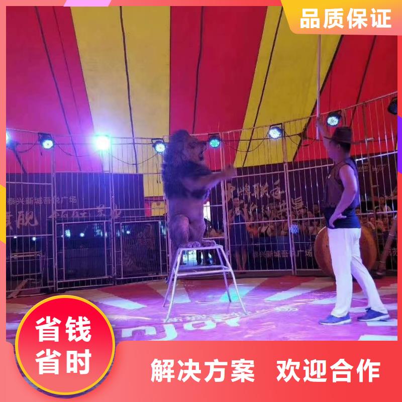 马戏团/羊驼马戏表演专业团队一对一服务