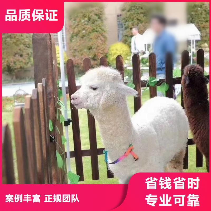 马戏团/羊驼-萌宠动物展出租2025专业的团队当地货源