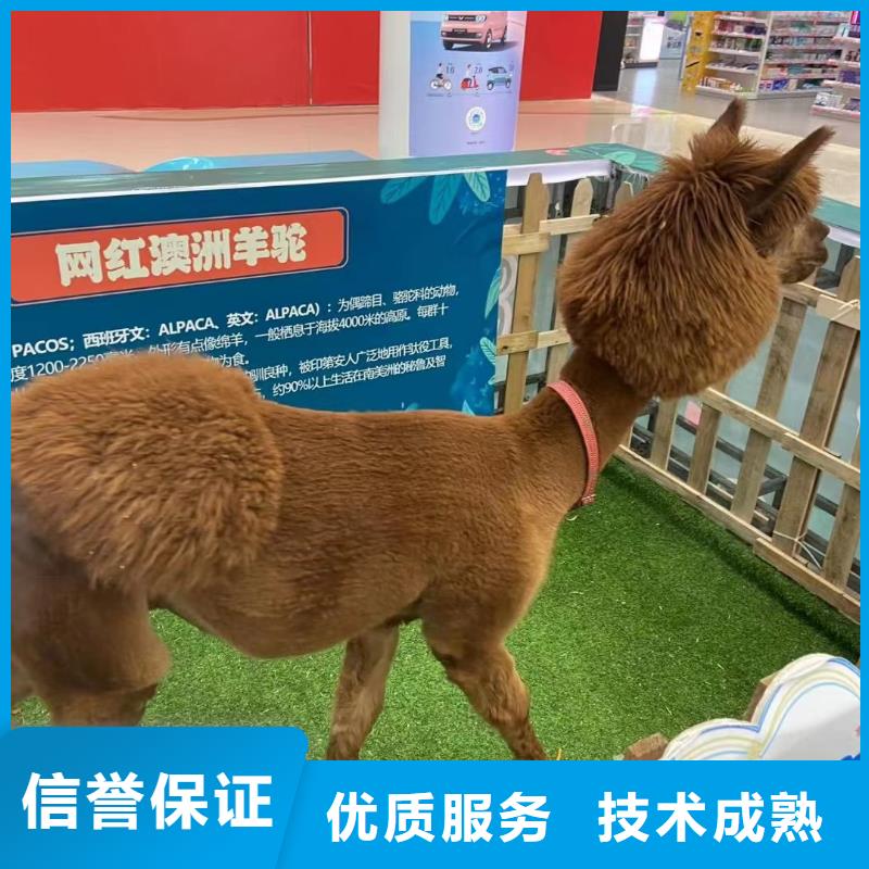 马戏团/羊驼海狮表演出租品质卓越先进的技术