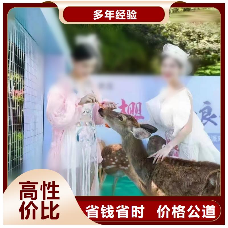 【马戏团/羊驼】_企鹅租赁实力商家拒绝虚高价
