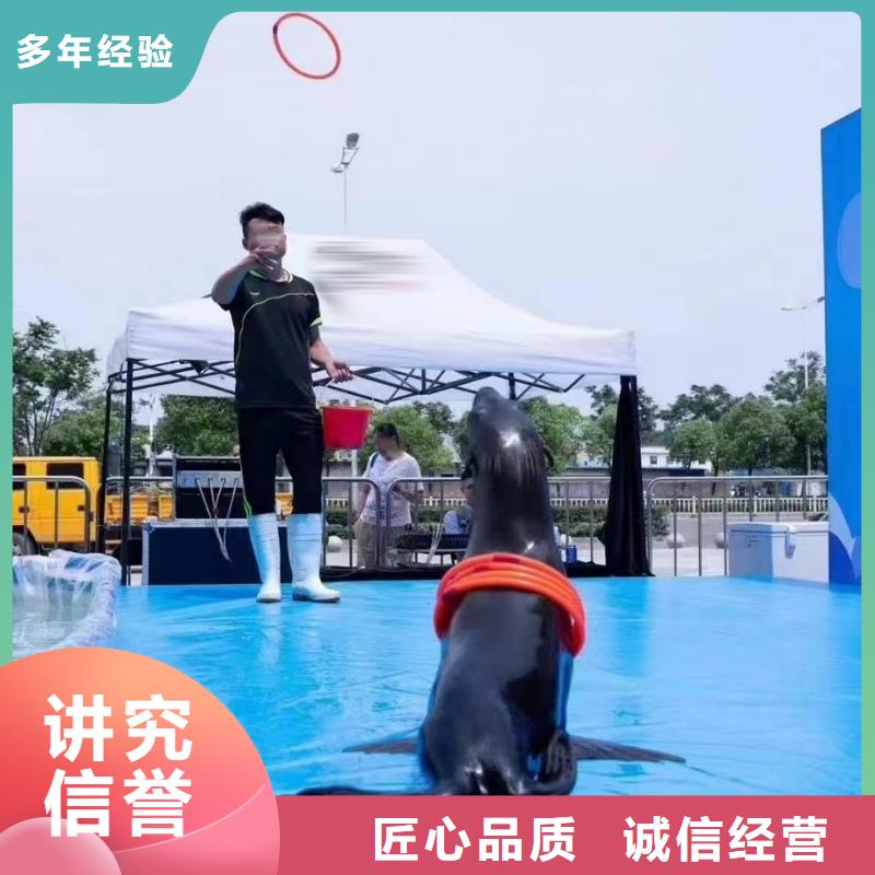 海洋主题动物表演【【出租海狮表演】】品质优同城货源