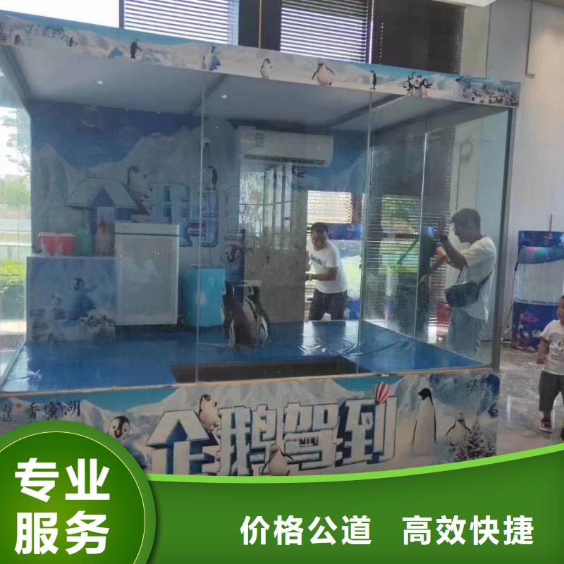 海洋主题动物表演-海狮表演出租快速从业经验丰富