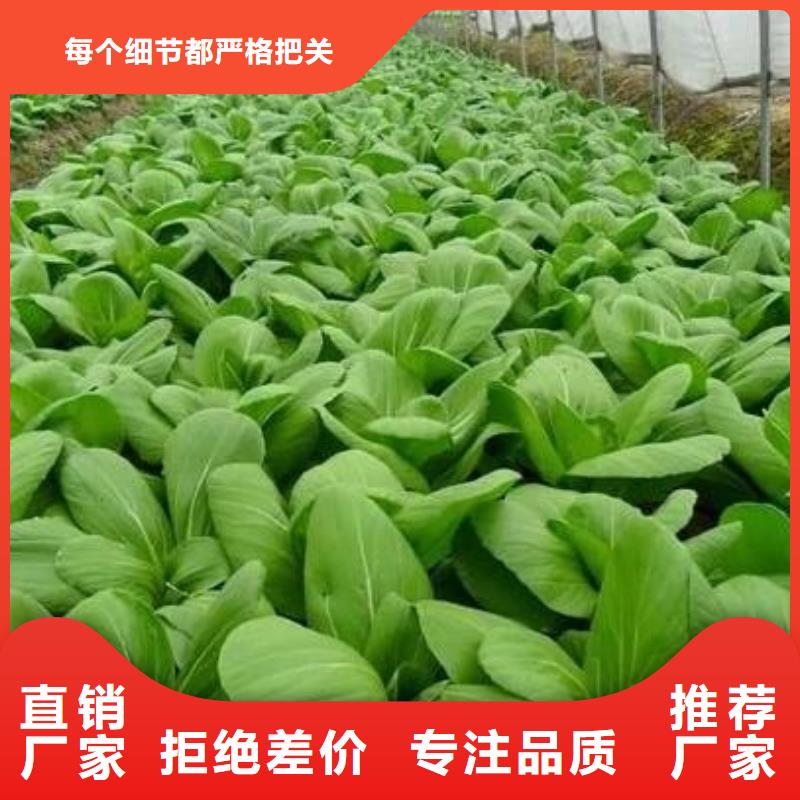 发酵干鸡粪肥土壤肥力源头工厂量大优惠