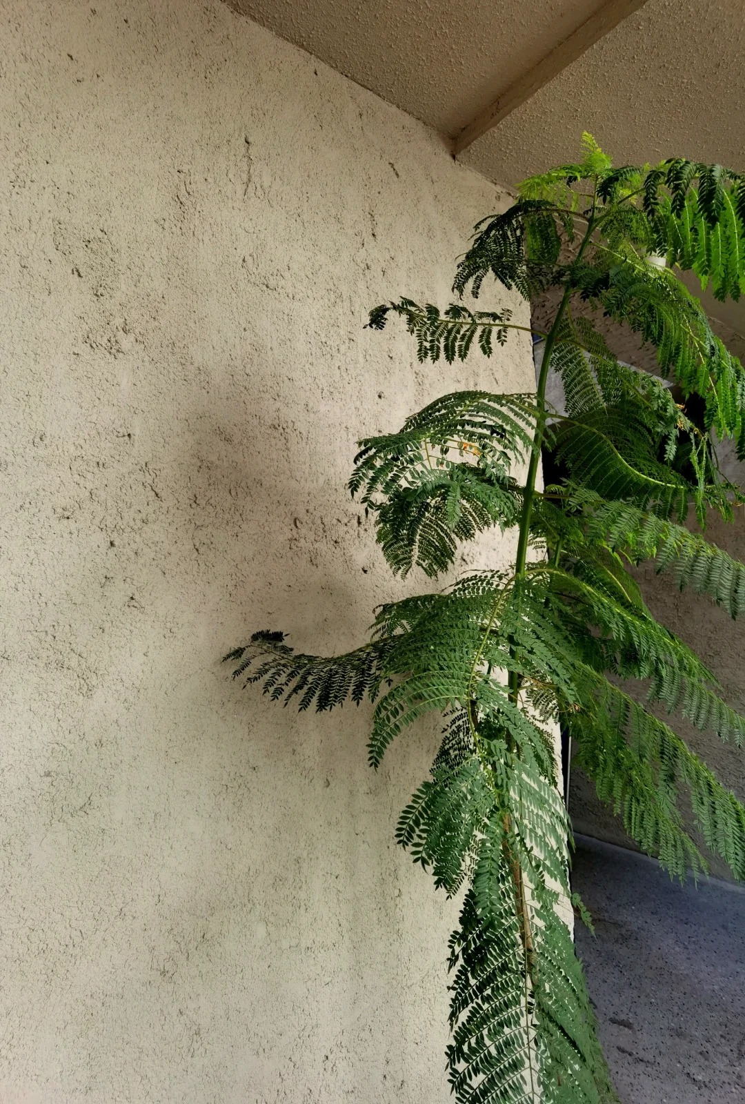 仿泥巴墙稻草漆专业施工，源头工厂当地生产商